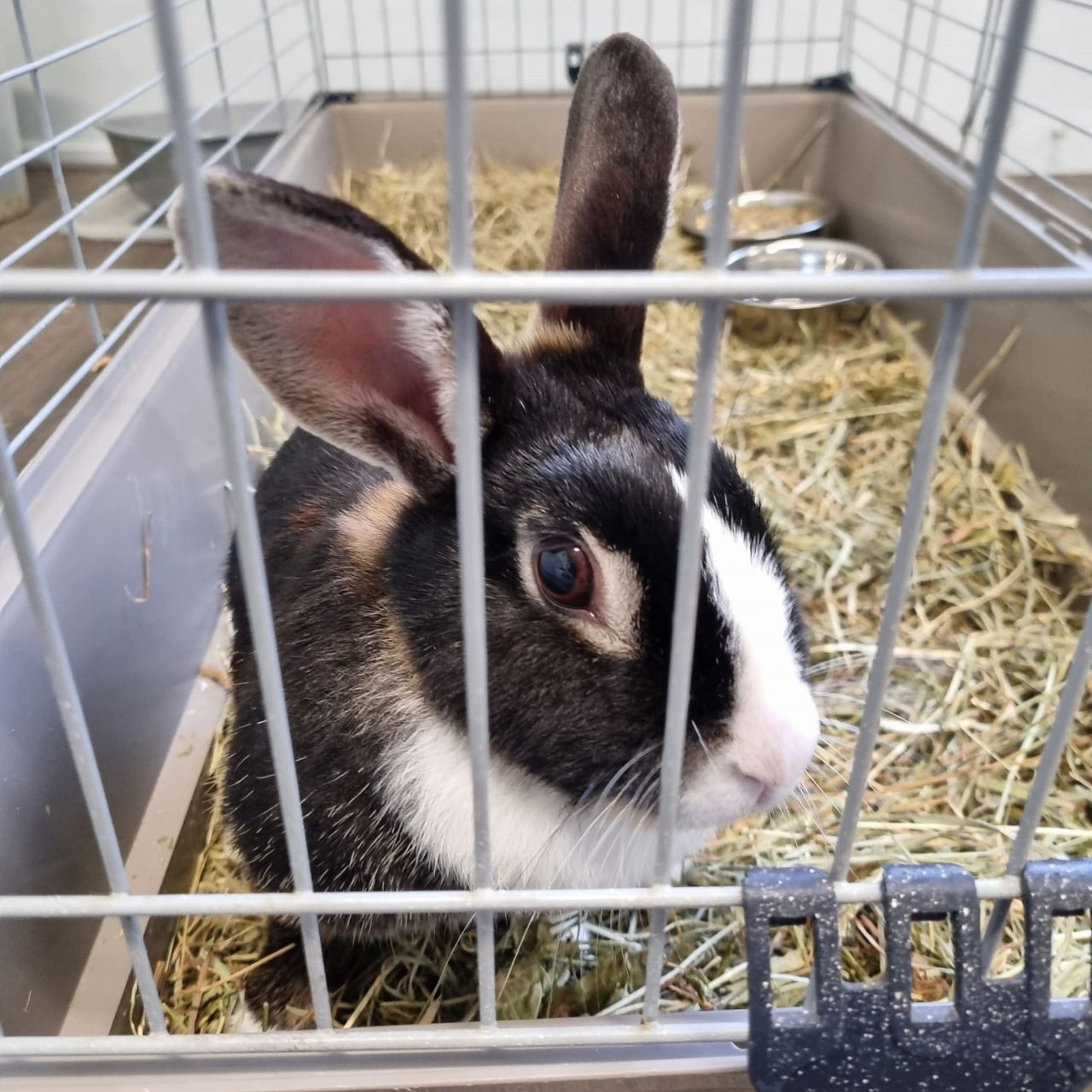 Opnieuw een konijn gevonden in Maassluis
